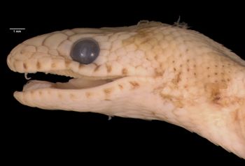 Media type: image;   Herpetology R-24426 Aspect: head lateral